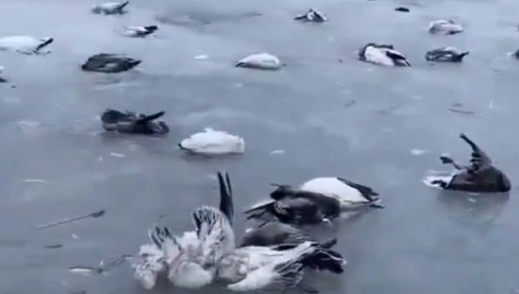 Сотни птиц вмерзли в лед из-за аномального похолодания в Китае - «В мире»