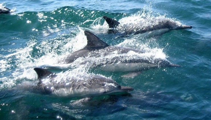 Стаю более 100 дельфинов обнаружили у Хайнаня - «В мире»