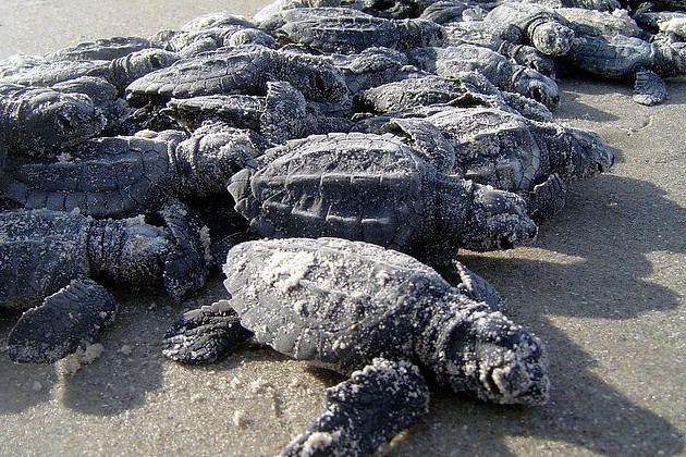 Тайские пляжи оккупировали кожистые черепахи - «В мире»