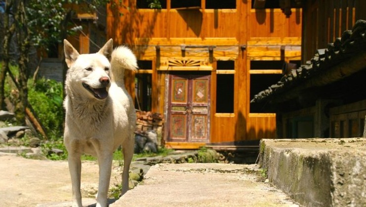 В Китае перестанут есть собак - «В мире»