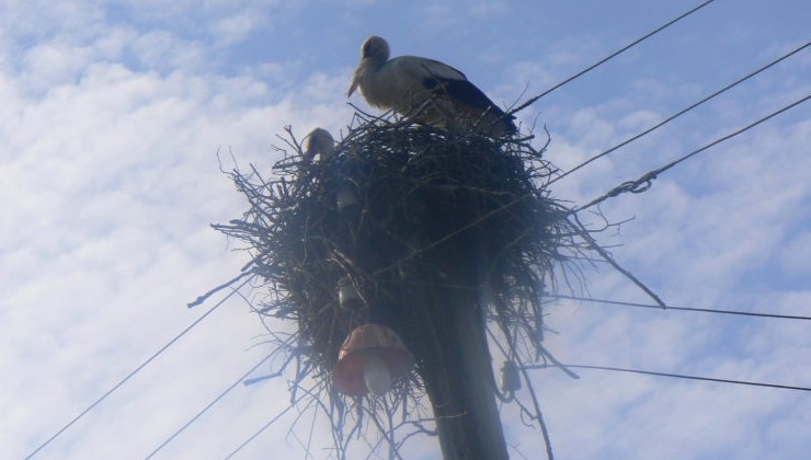 Электрики строят искусственные гнезда для птиц - «Зеленая Экономика»