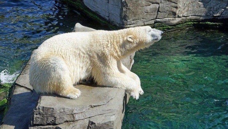 Лебединое озеро и спасение белых медведей. Как крупные предприятия заботятся об экологии - «Зеленая Экономика»