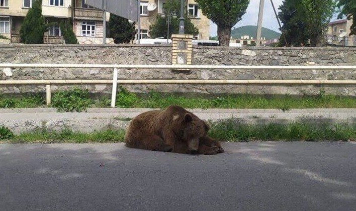 В Азербайджане поймали медведя, бродившего по городу - «В мире»