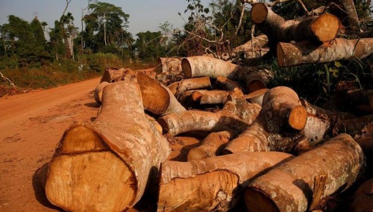 WWF: Темпы уничтожения тропических лесов выросли более чем вдвое - «В мире»