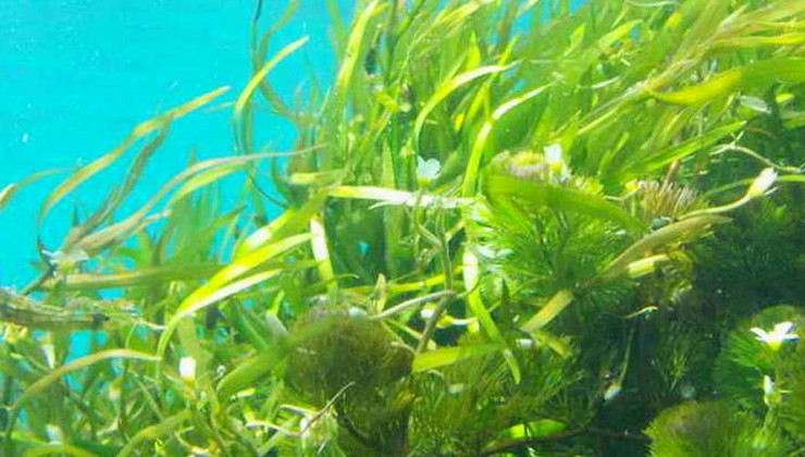 СМИ: Хайнань развивает подводные плантации морских водорослей - «В мире»
