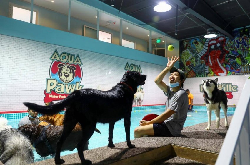 Первый аквапарк для собак в Дубае - «В мире»