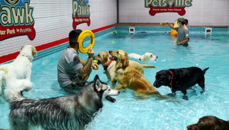 Первый аквапарк для собак в Дубае - «В мире»