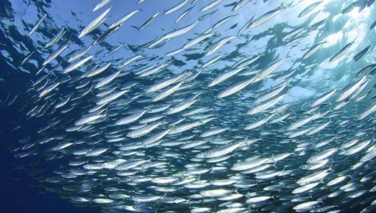 Рыбодобывающие компании России подписали соглашение о защите уязвимых биотопов Баренцева моря - «Зеленая Экономика»