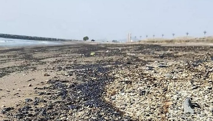 В ОАЭ общественный пляж закрыли из-за разлива нефти - «В мире»