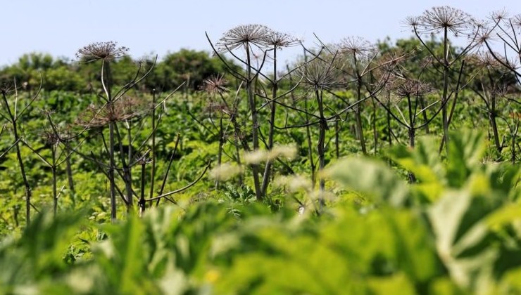 В США увидели эко-диверсию в пришедших из Китая по почте семянах - «В мире»