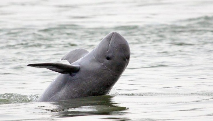 На Маврикии зафиксировали массовую гибель дельфинов - «В мире»