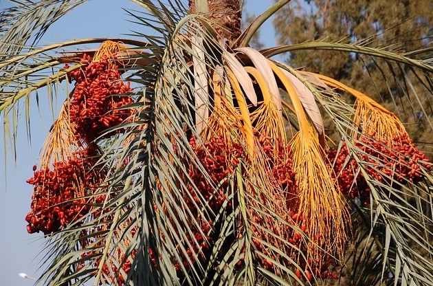 В Египте рассказали о пользе финиковых пальм для экологии - «В мире»