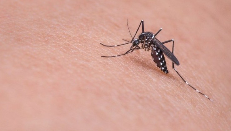 Во Флориде выпустят 750 млн генетически модифицированных комаров - «В мире»