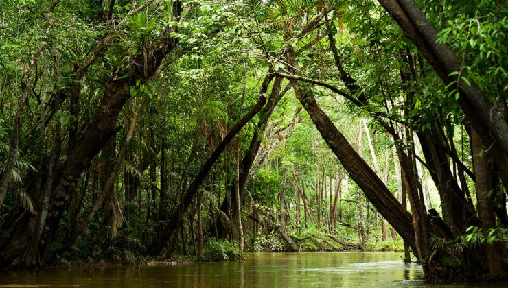 Тропические леса сокращают территорию и выделяют углекислый газ - «В мире»