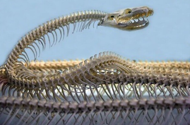 Новый вид змей нашли во Вьетнаме - «В мире»