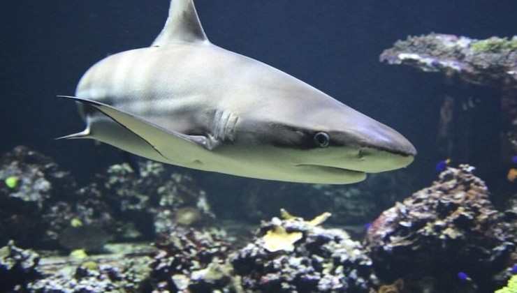 Скатам и акулам в Мировом океане грозит вымирание - «В мире»