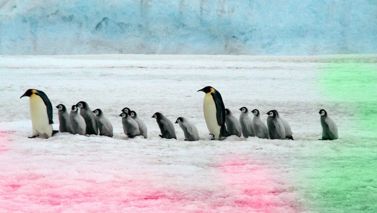 В Антарктиде начал «цвести» снег - «В мире»