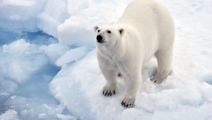 В мире изобрели новые устройства для наблюдения за белыми медведями - «В мире»
