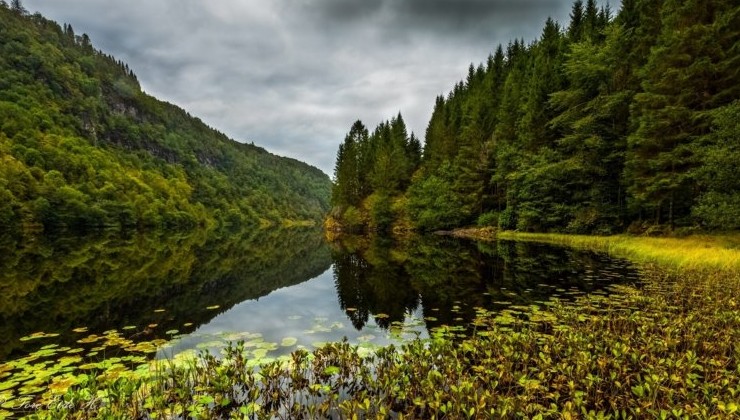 В Норвегии запретили вырубать лес - «В мире»