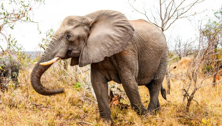 Африканские слоны оказались на грани полного исчезновения - «В мире»