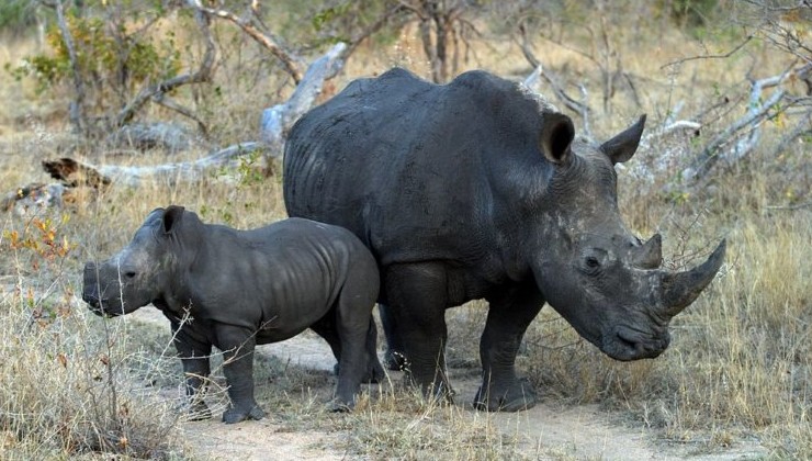 Популяцию чёрных носорогов поддержат облигации - «Зеленая Экономика»