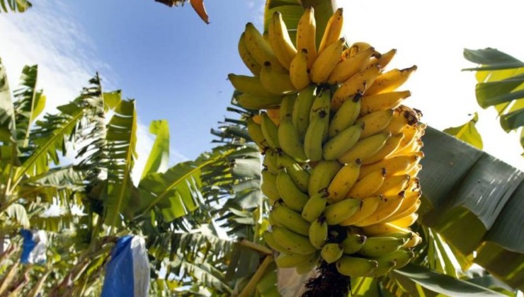 Бананы попали под угрозу исчезновения - «В мире»