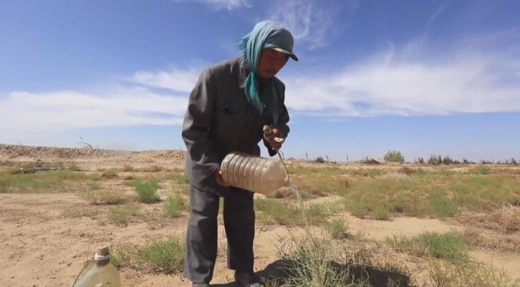 Пожилая пара в Монголии превратила пустыню в оазис - «В мире»