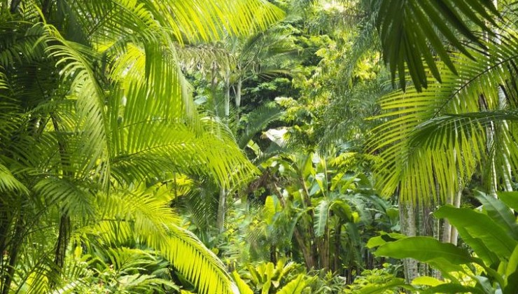 В 2020 году мир потерял 12 миллионов га тропических лесов - «В мире»