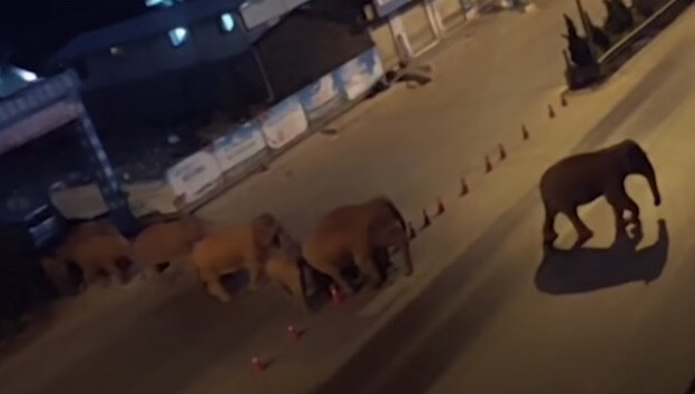 Из китайского заповедника сбежали 15 слонов - «В мире»