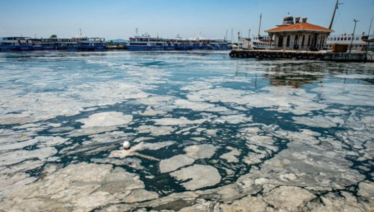 Слой слизи в Мраморном море уничтожает морских обитателей - «В мире»