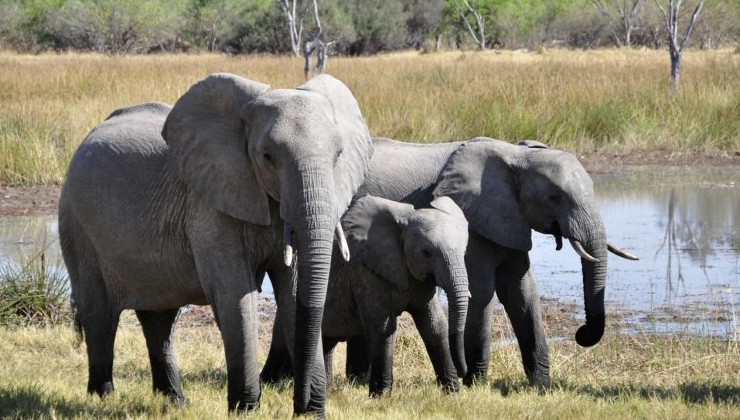 Учёные пытаются защитить африканских слонов от браконьеров - «В мире»