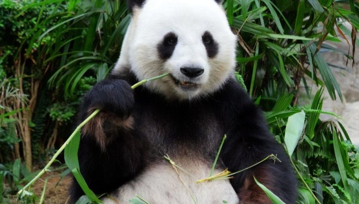 Китайские большие панды перестали считаться вымирающим видом - «В мире»