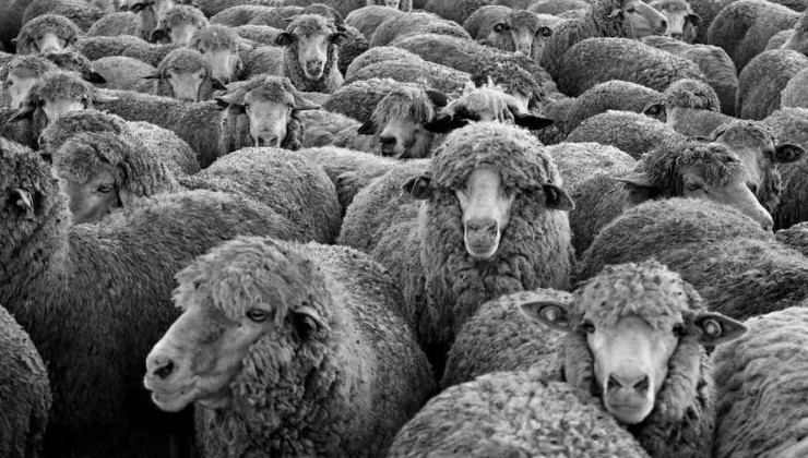 Новозеландского фермера обвинили в эвтаназии 226 овец - «В мире»