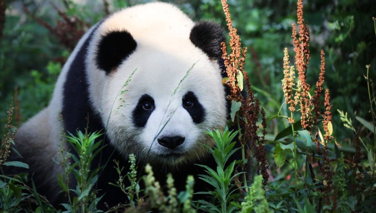 Панды вышли из-под угрозы исчезновения - «В мире»