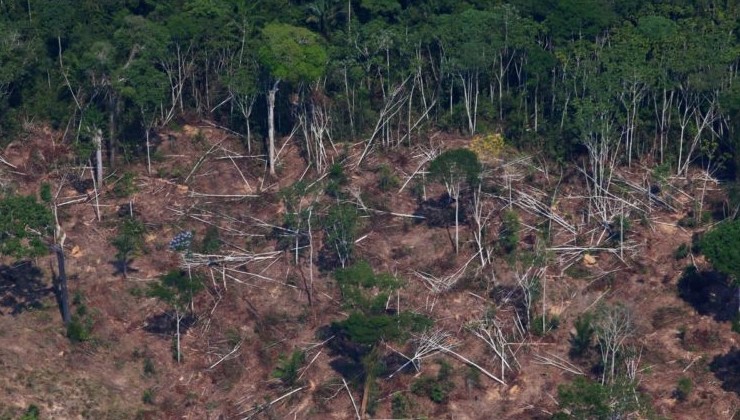 Вырубка лесов Амазонии возросла за последний год в 1,5 раза - «В мире»