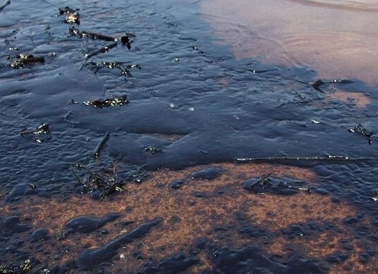 Бактерии у берегов Канады способны очистить воду от разливов нефти - «В мире»