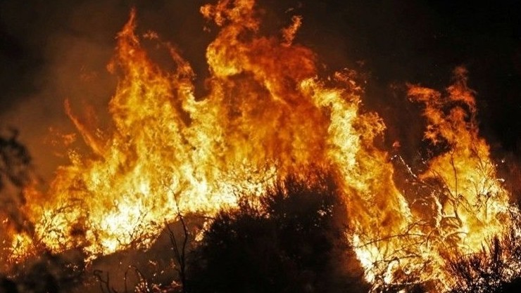 Гринпис привел данные по лесным пожарам во всем мире - «В мире»