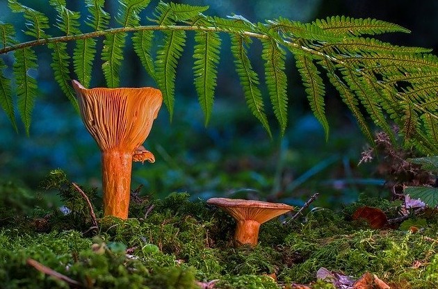Лучшим экосырьем для строительства признали грибы - «В мире»
