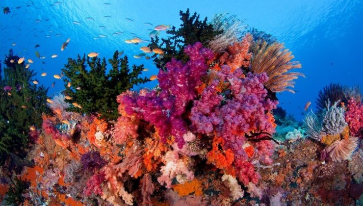 В Дубае вырастят гигантский коралловый риф - «В мире»