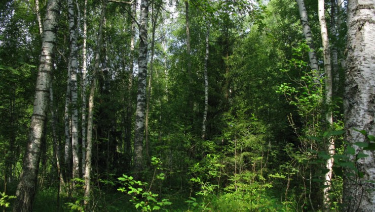 В России с начала года восстановлено 590 тысяч га леса - «Экология России»