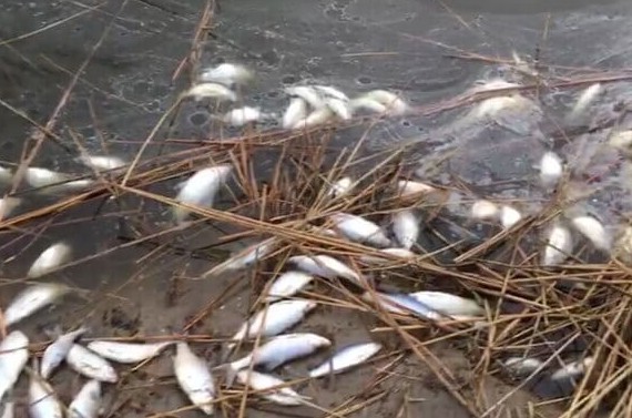В Тульской области погибла рыба в пруду - «Экология России»