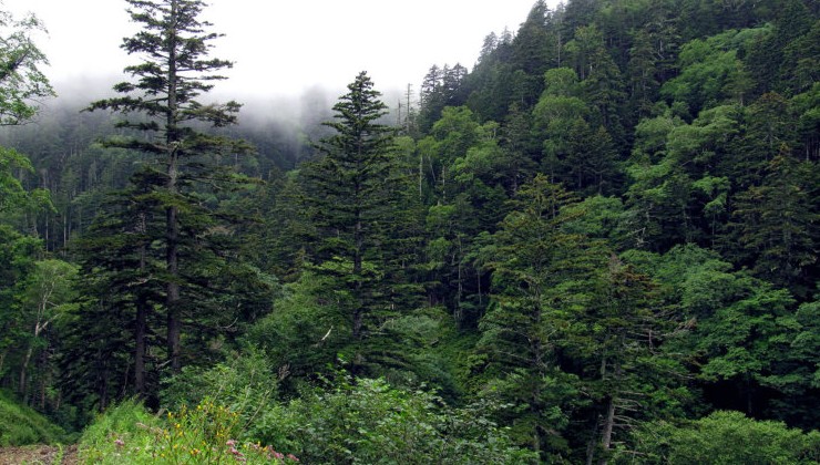 Жители Бурятии просят защитить Бичурские леса от вырубки - «Экология России»