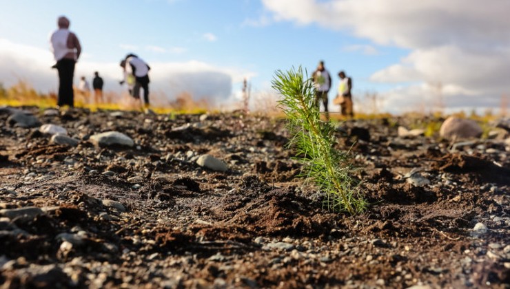 Акции «Сохраним лес» завершается в Мурманской области - «Экология России»