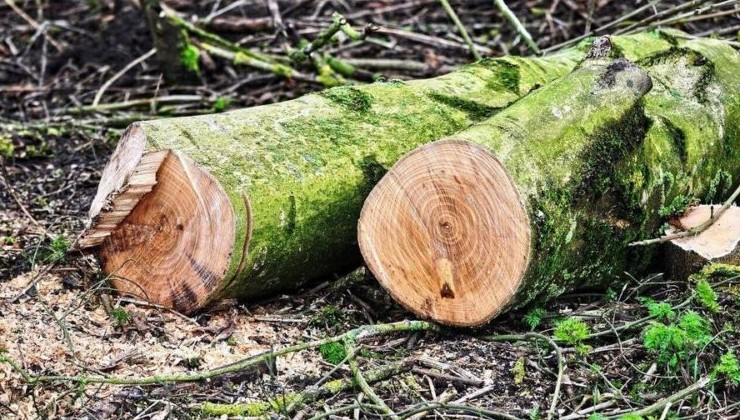 Активистам Сочи удалось остановить вырубку реликтовых деревьев - «Экология России»