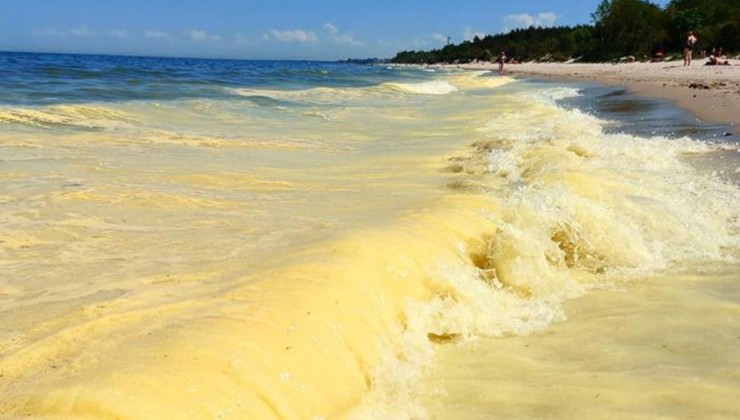 Активисты Калининградской области пытаются спасти песчаные дюны Балтики - «Экология России»