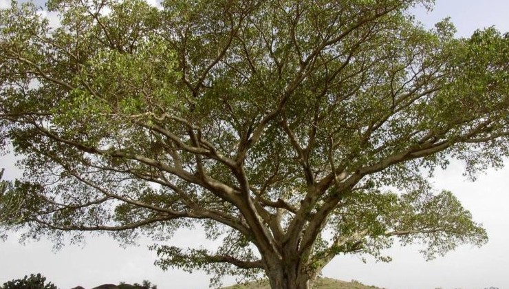 Австралийское сандаловое дерево может исчезнуть - «В мире»
