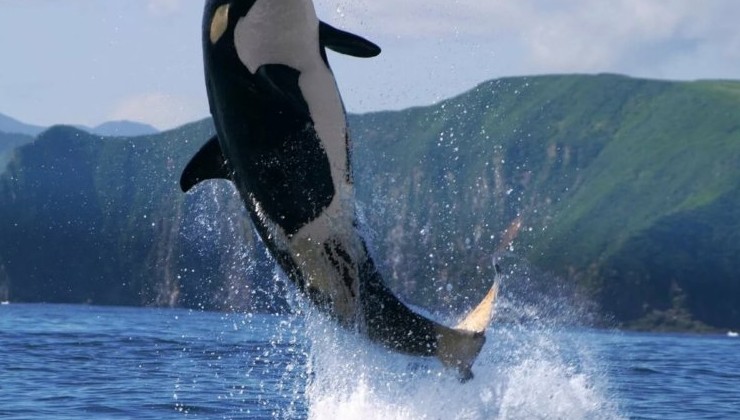 Бурматов предложил запретить вылов китов в просветительских целях - «Экология России»