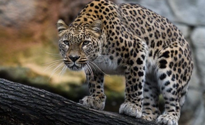 Центр по восстановлению леопардов в Сочи начнет принимать гостей - «Экология России»