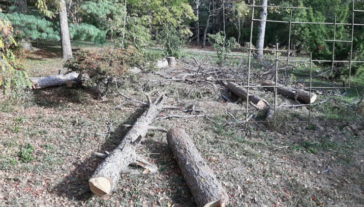 Под Челябинском незаконно вырубили деревья из-за сотовой вышки - «Экология России»