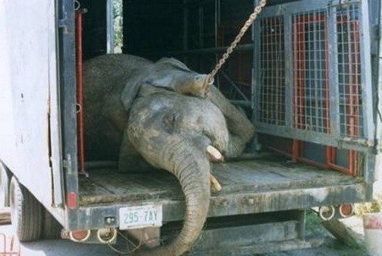 С 1 января прокуратура будет наказывать цирки с животными без лицензии - «Экология России»